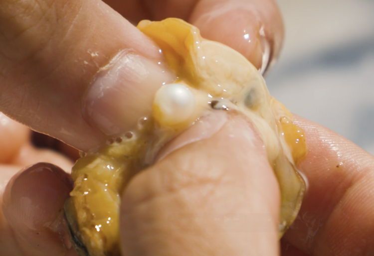 Hong Kong’s Pearl Oyster Industry to Shine Again